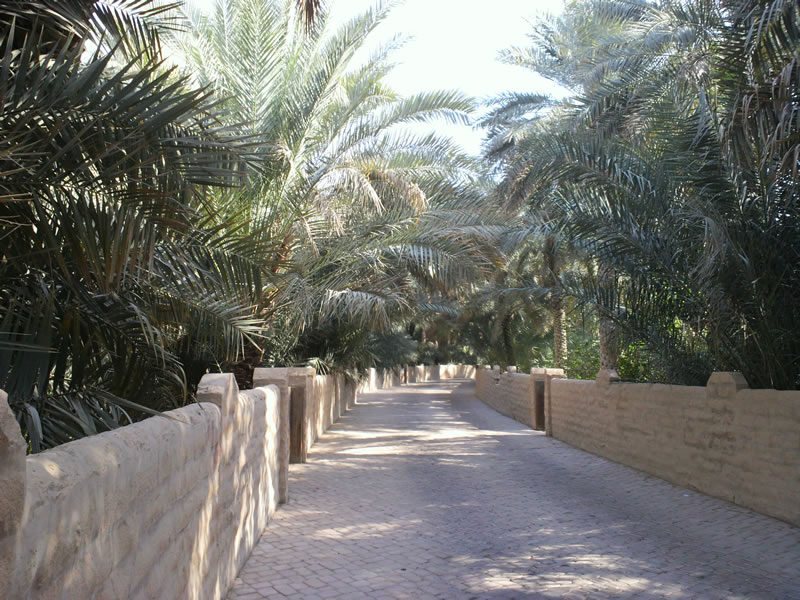 2013年1月UAE（アルアイン遠征）